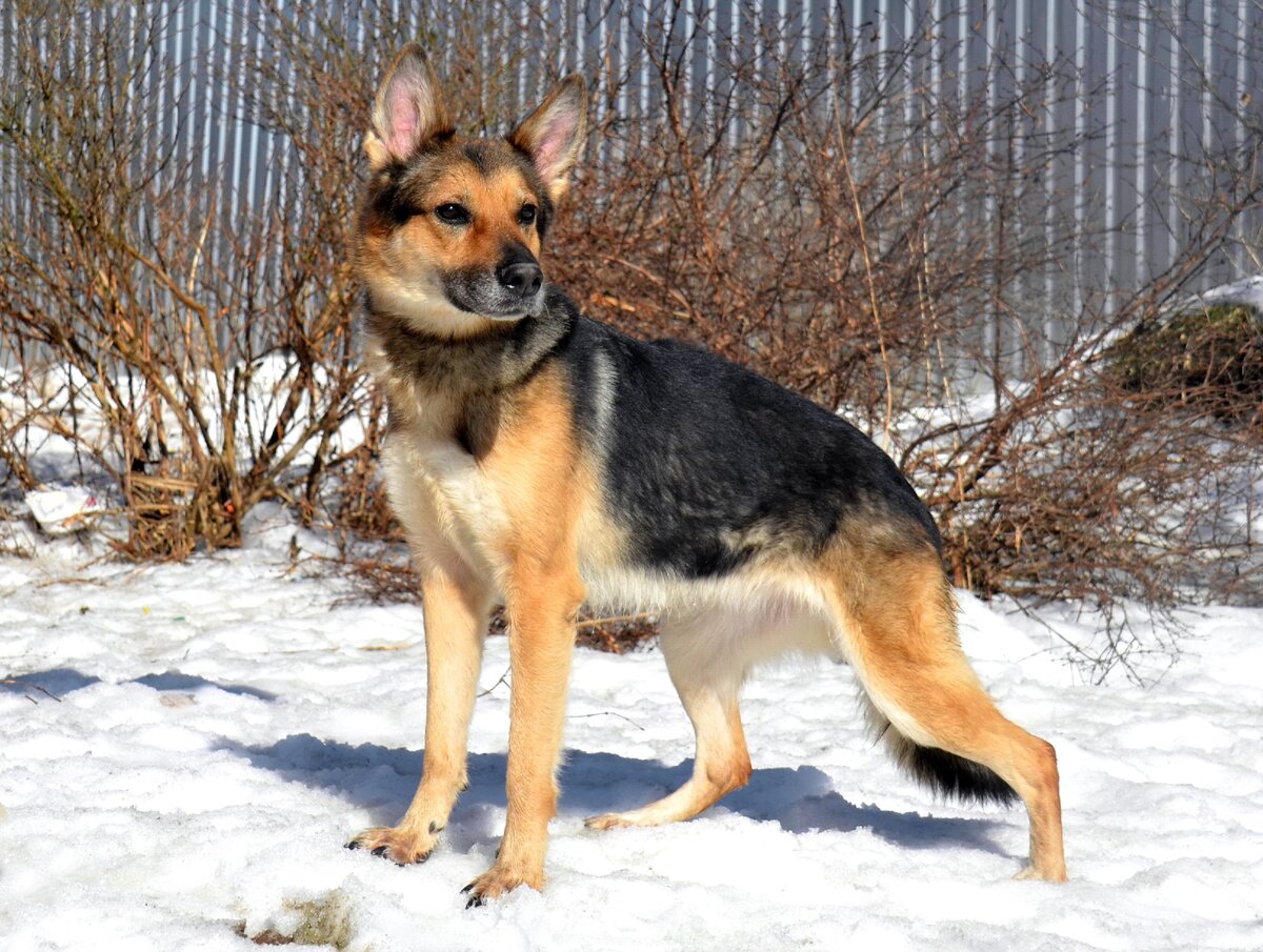 Нюша. Фото из личного архива