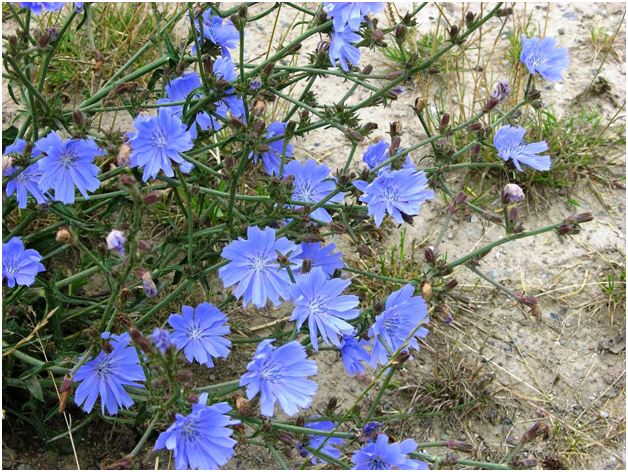 Красивый сорняк. Фото из открытого источника