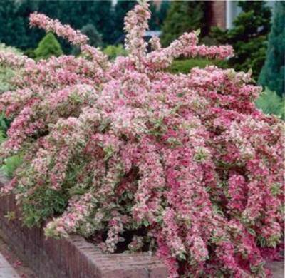 форзиция в открытом грунте