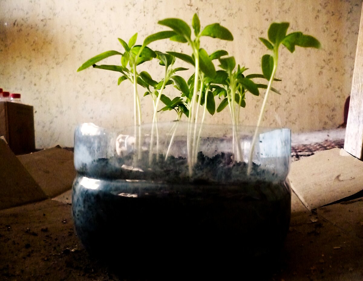 Сеянцы вымахали на 6 см (от земли до семядольного узла), так как стояли в тепле и без подсветки. Это, конечно, перерост, но зато корни развивались не в холодном грунте, что очень важно для молодой рассады. 