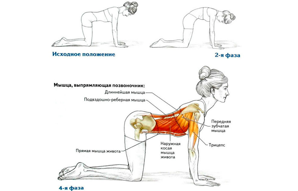 Упражнения на спину польза