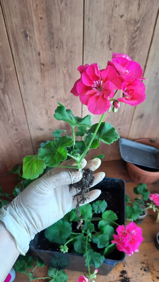 Черенки-малыши. Фото автора