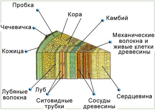 Стебель — осевая часть побега. Он выполняет различные функции: осевую, проводящую, опорную, запасающую. Выполняемые функции обуславливают особенности строения этого органа.