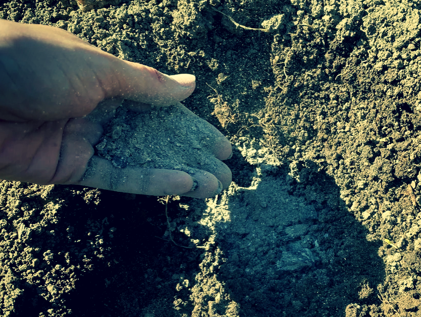 Зола полезна для перца.