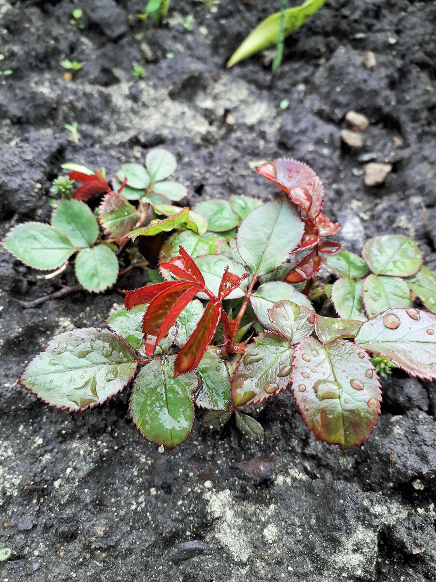 Розы после зимы фото. Cornus canadensis (дёрен канадский). Дерен канадский стелющийся. Дёрен шведский. Дерен стелющийся шведский.