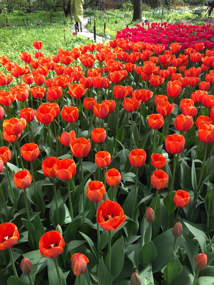 Море алых тюльпанов