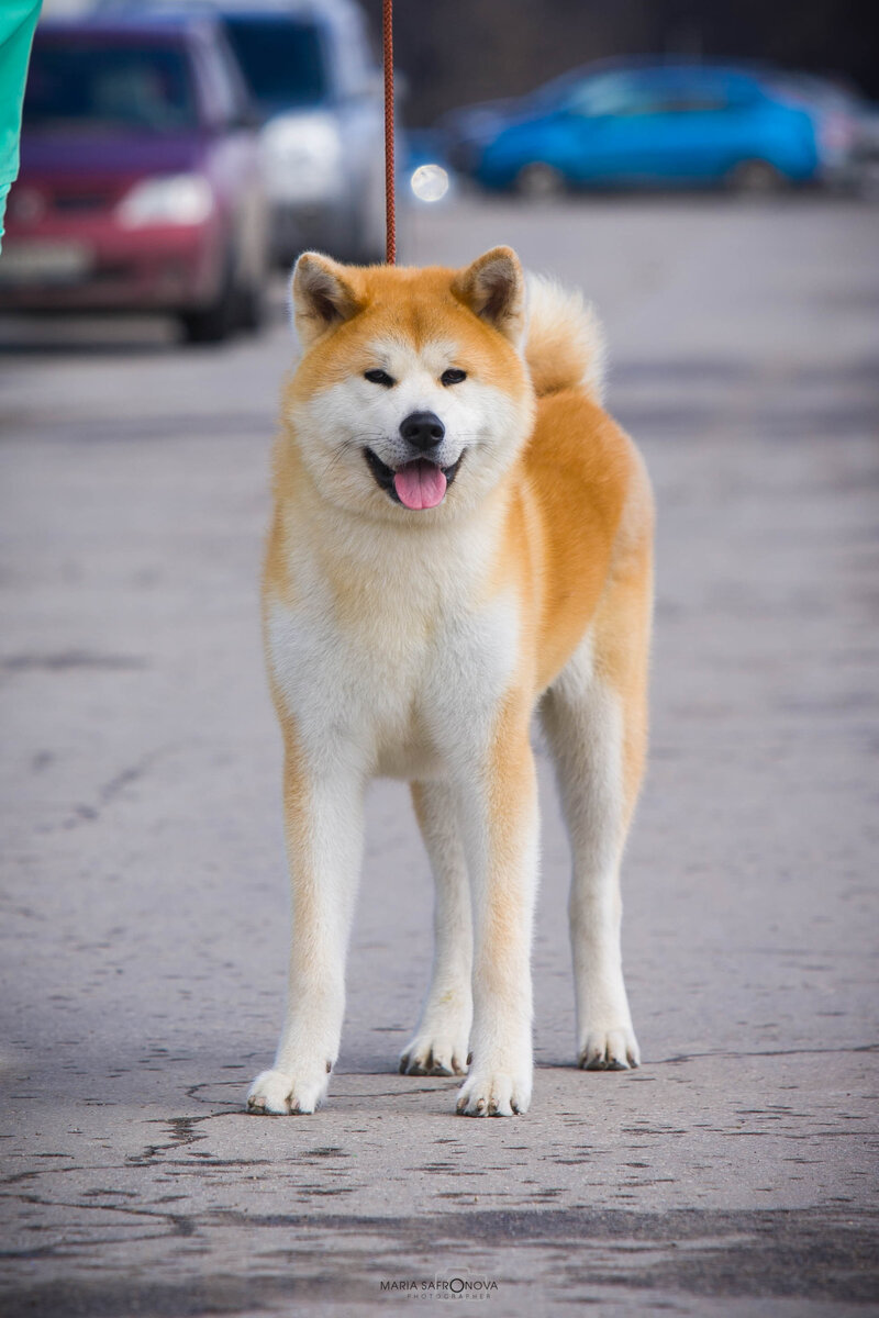Обратите внимание, когти подстрижены правильно, они не касаются земли