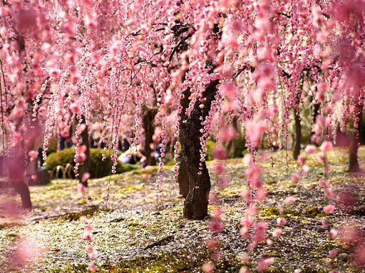 Красивая картинка с деревом сакура | Дерево сакура Фото № скачать