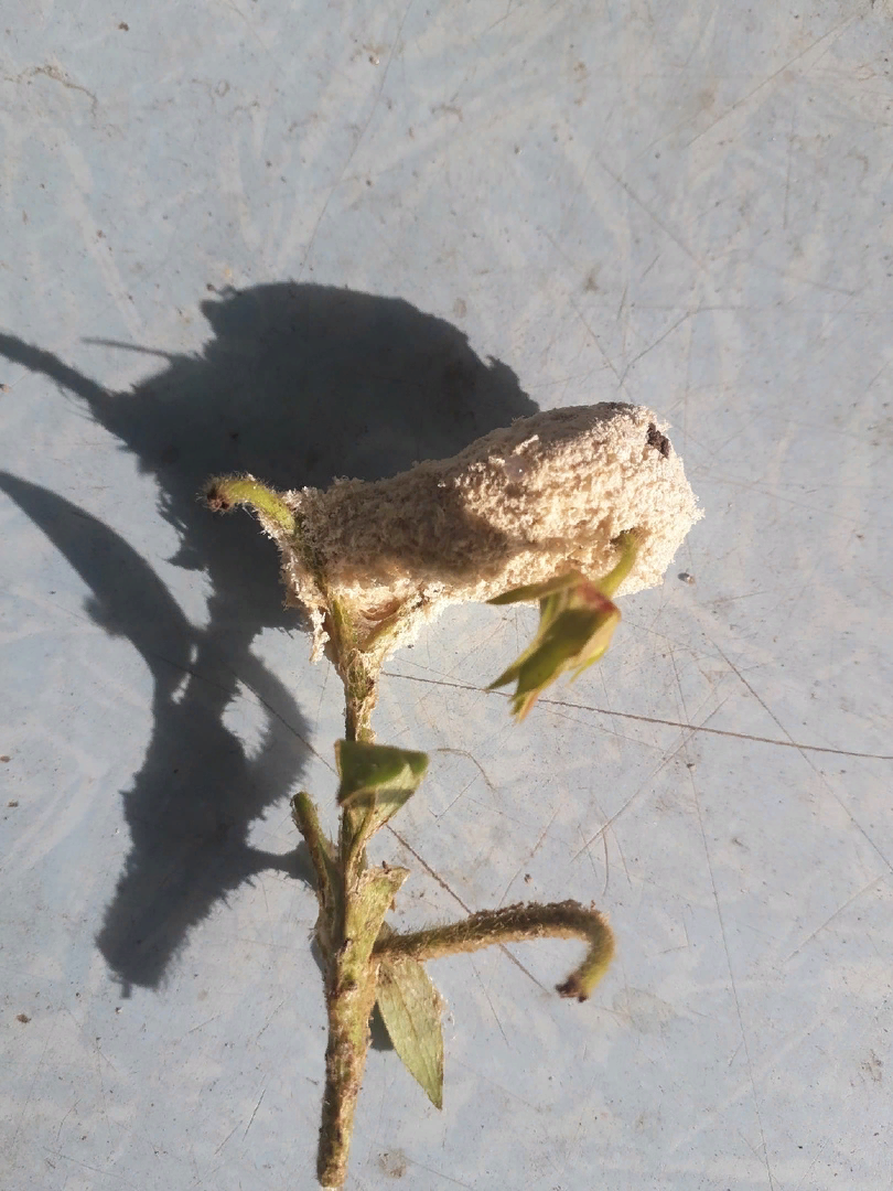 Вот эта странная штука