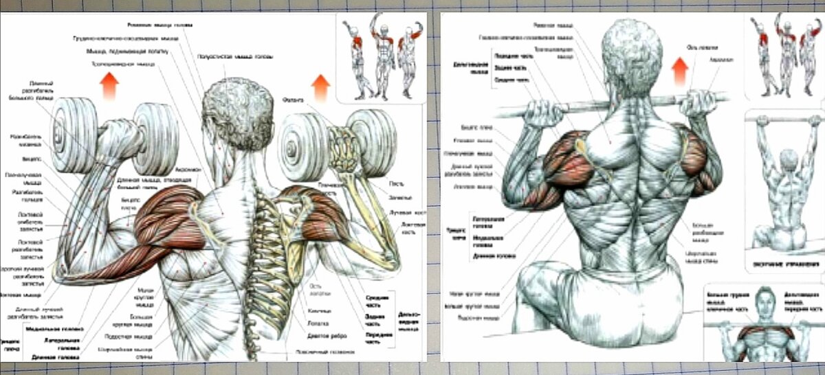 Схемы взята из учебника Ф. Дэлавье "Анатомия силовых упражнений".