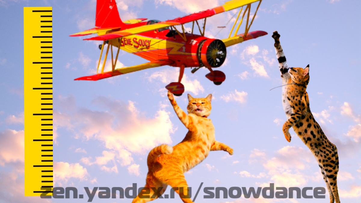 Как высоко могут прыгать кошки?