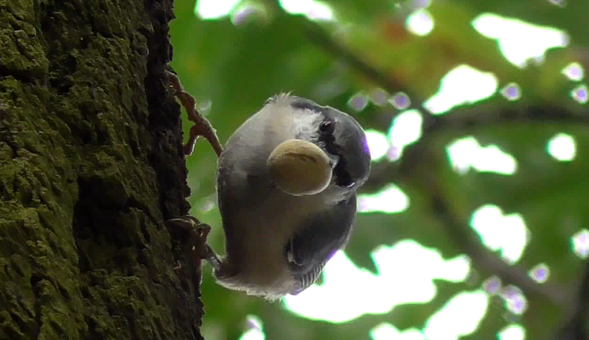 Поползень с желудем