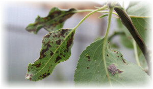 Многие садоводы сталкиваются с проблемой, когда чернеют листья на груше. Как лечить дерево в таких случаях? Все зависит от того, что стало причиной появления таких пятен.