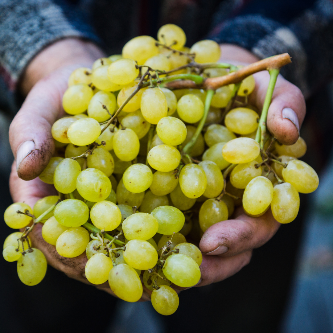Уход за виноградом не всегда прост - но результат порадует каждого.