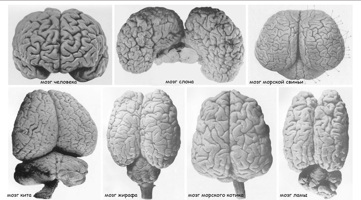 Фото: semanticscholar.org