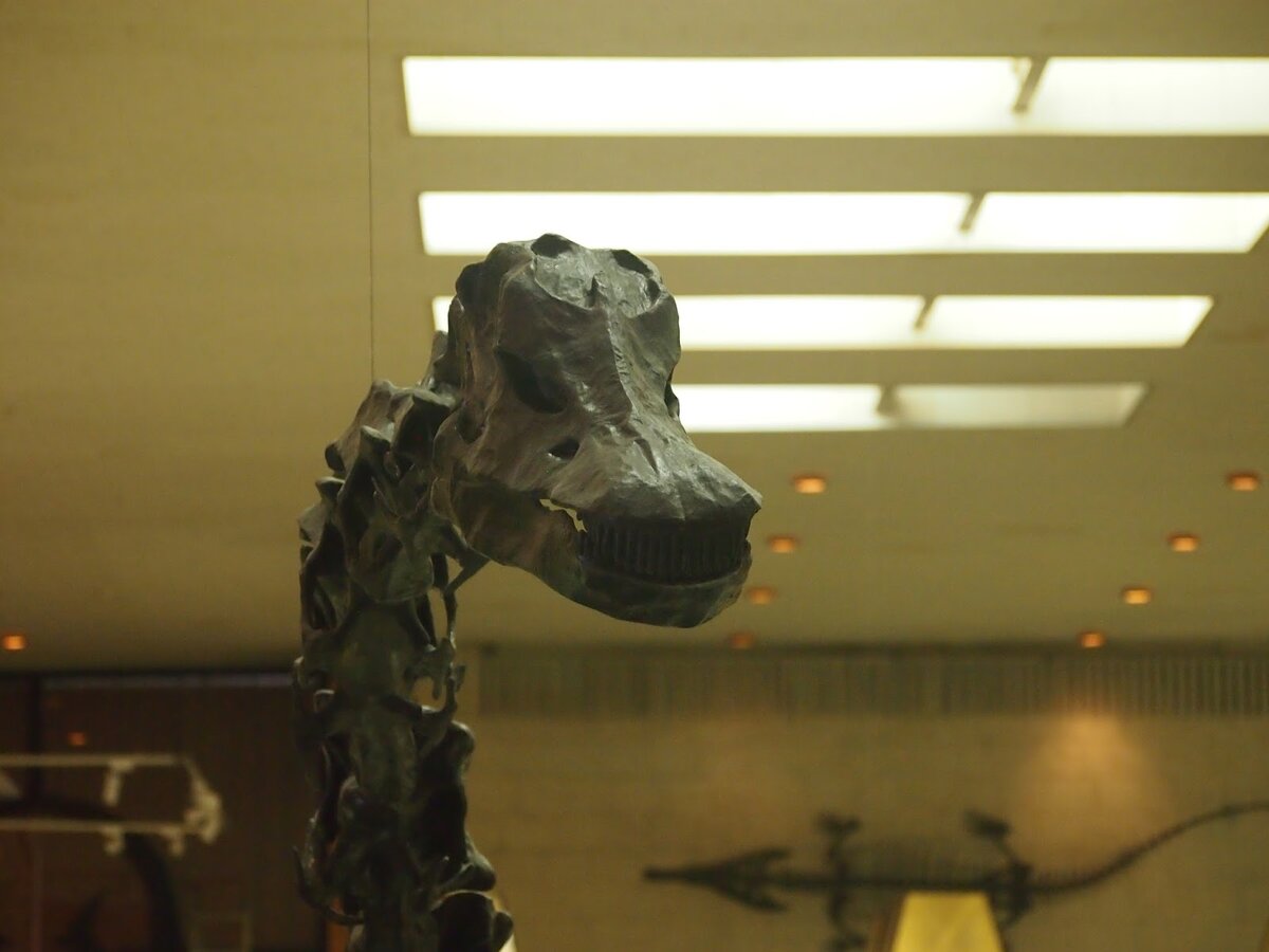 Портрет диплодока из Московского палеонтологического