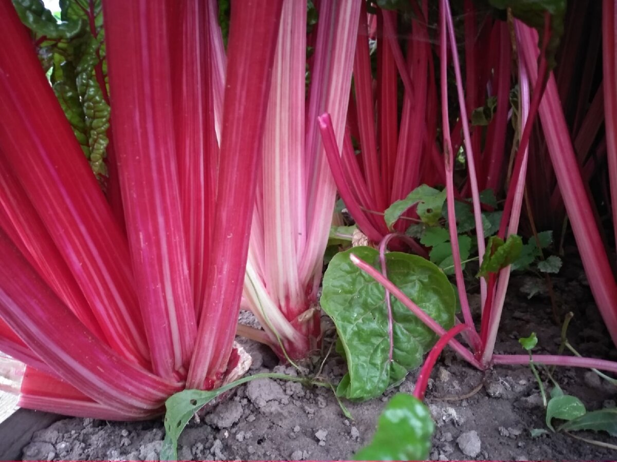 Показываю. как растут стебли мангольда в большём количестве