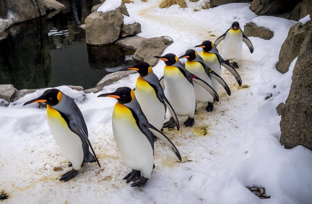 московский зоопарк пингвины. пингвины в зоопарке москва. московский зоопарк пингвины. новосибирский зоопарк пингвины. пингвины в зоопарке.
