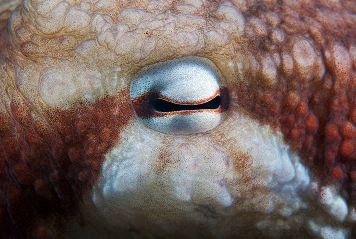 Зрачки у осьминогов прямоугольной формы.