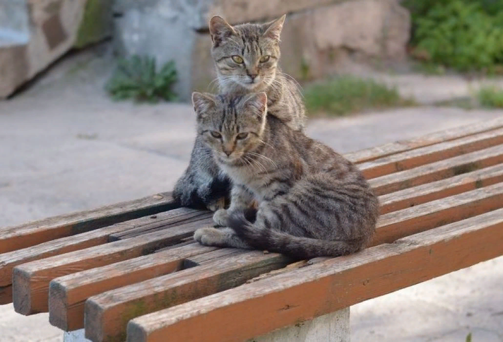 Что делать с котенком с улицы