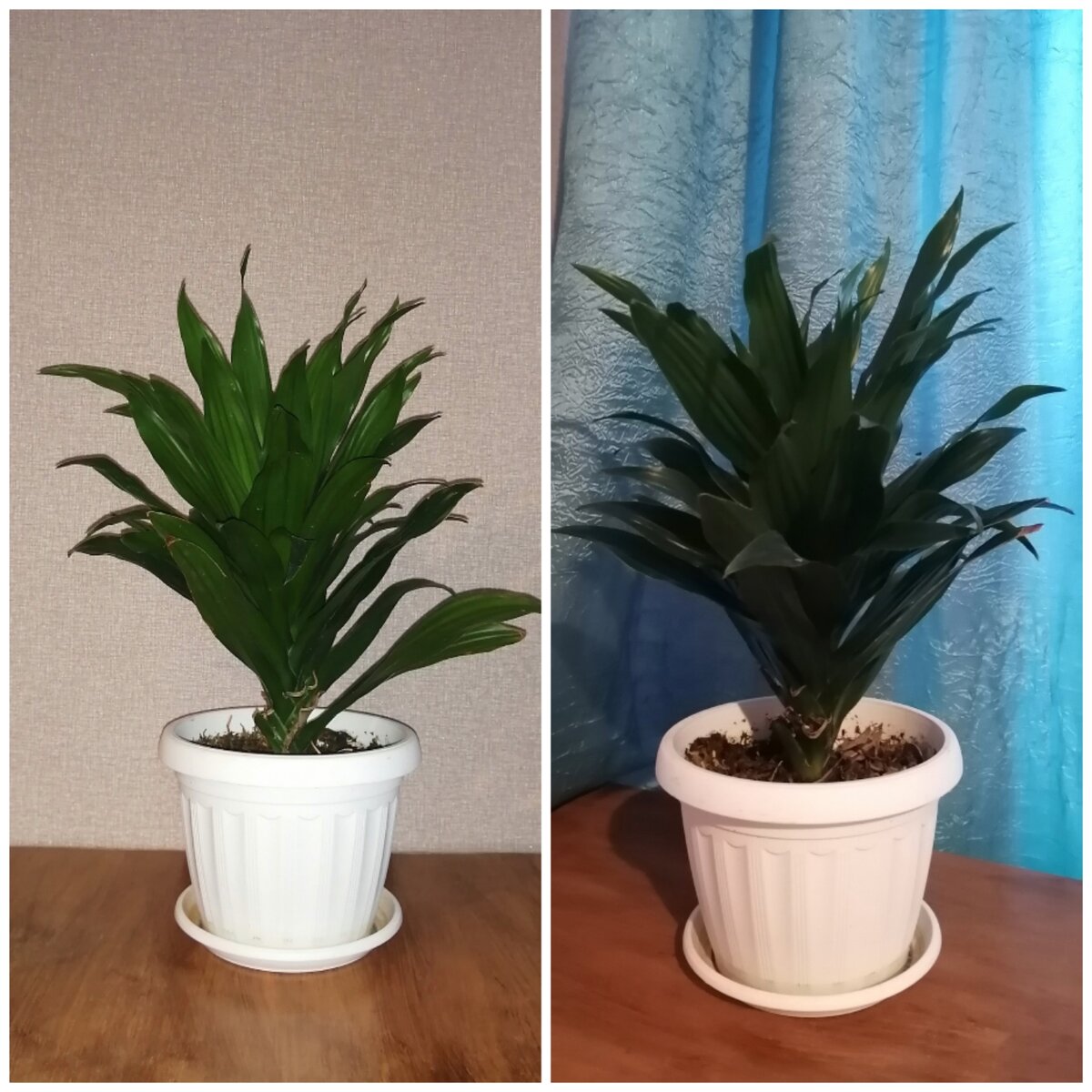 Серо-розовые обои лучше подходят для темно-зелёной драцены