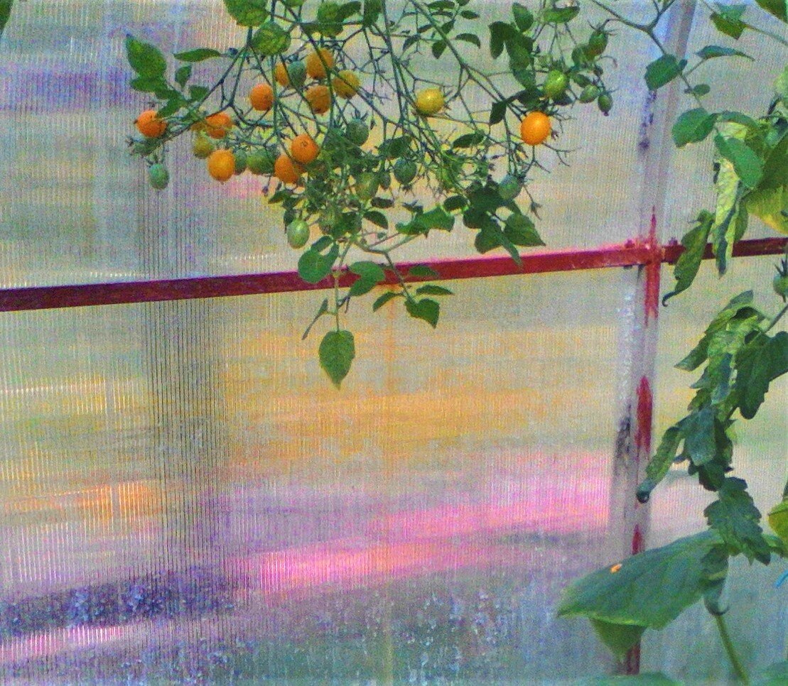 целыми кистями не собираю, возить домой не удобно.