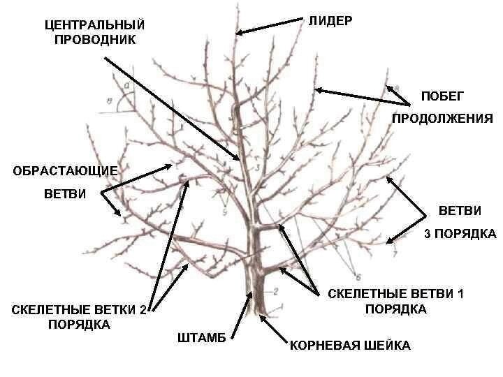 Обрезка алычи весной для начинающих в картинках пошагово