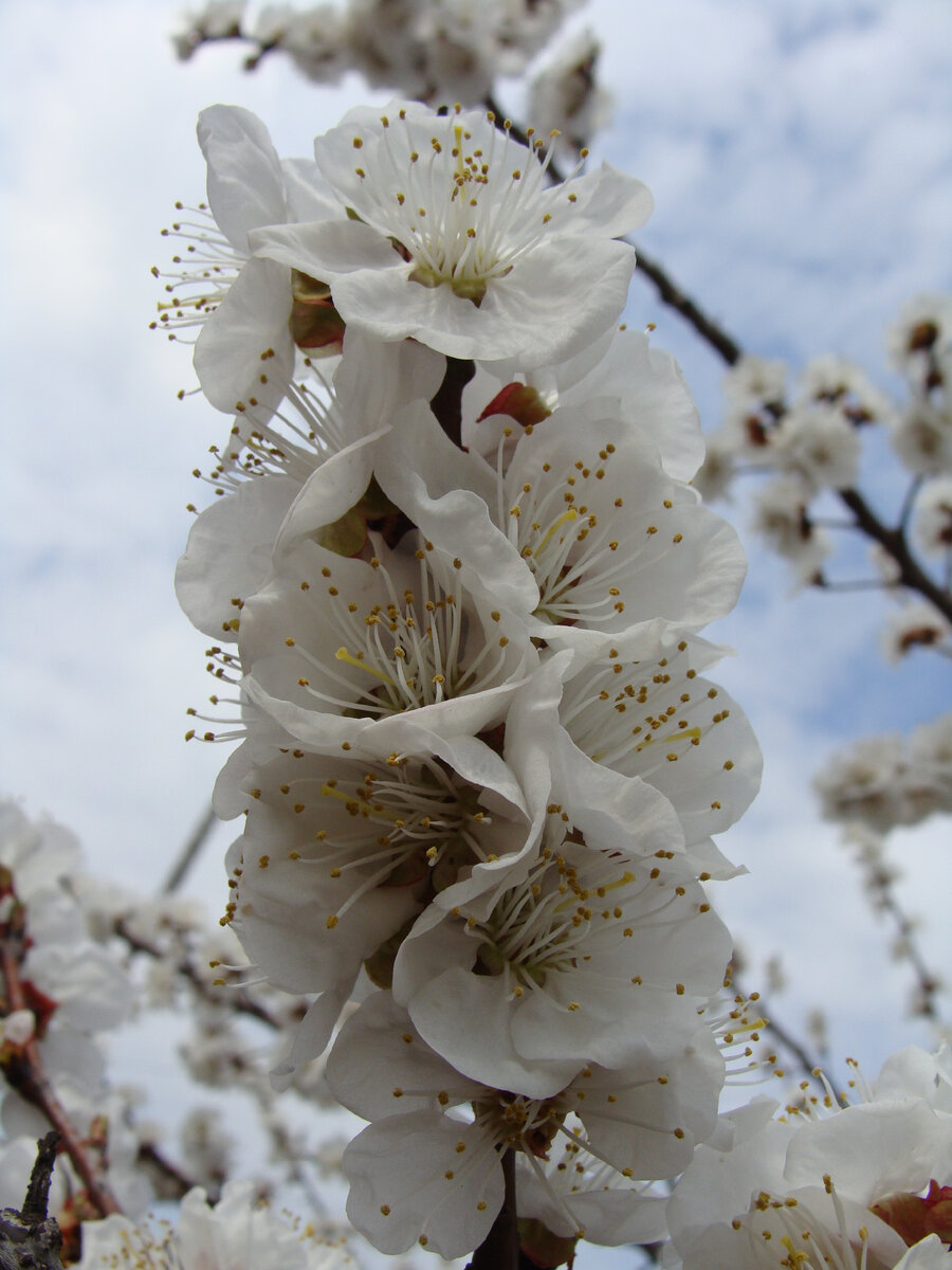 Цветут абрикосы на даче