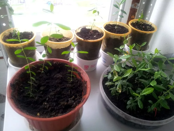 Фотография взята из источника cypressgarden.ru