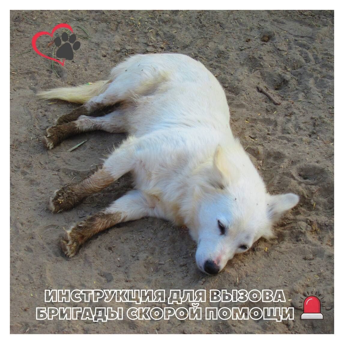 Что делать, если бродячее животное покусало? 4 важных шага для защиты своего здоровья