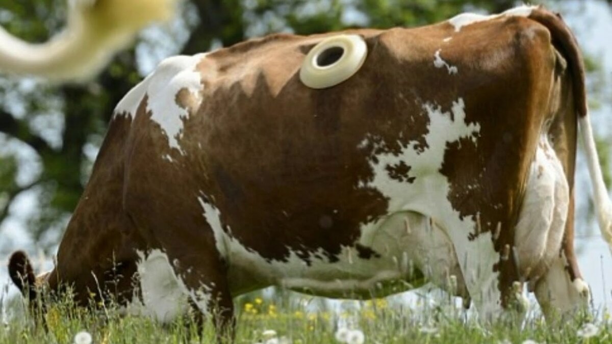 Фото из сети интернет