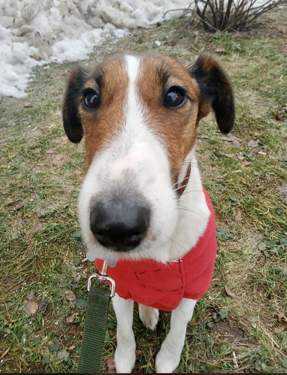 Кличка «Бандера», побрехать — мясом не корми)