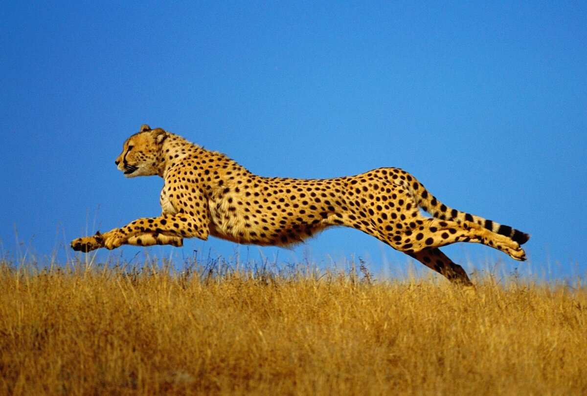 Гепард самое быстрое животное