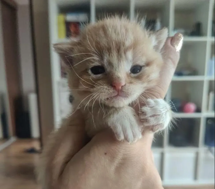 Взрослые котята. Махонький котенок. Котенок попал. Остановился спасти котенка. Жизнь котёнка с рождения.