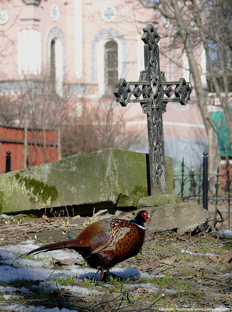 Сквер Донского монастыря