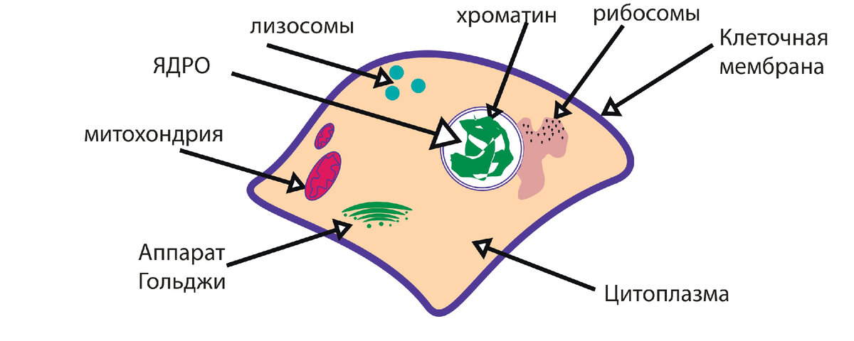 Рис. 2 Упрощенное строение животной клетки. На рисунке не изображены не все клеточные органеллы, только "основные"