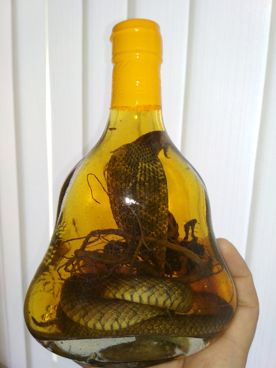 Настойка на змее. Заспиртованная Кобра. Змея в бутылке. Кобра в бутылке.