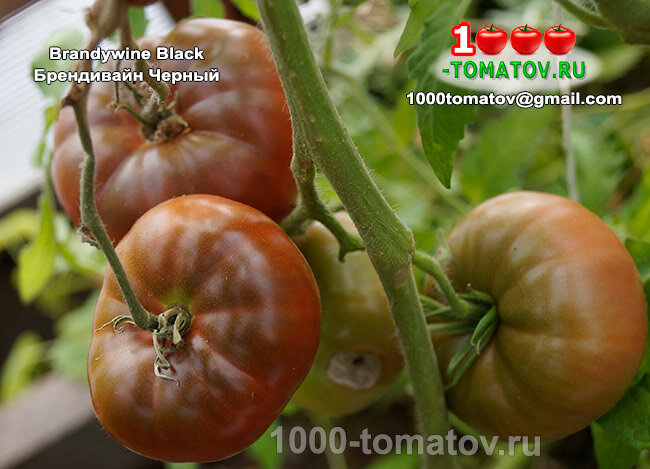 Томат Брендивайн Черный Brandywine Black  фото 2