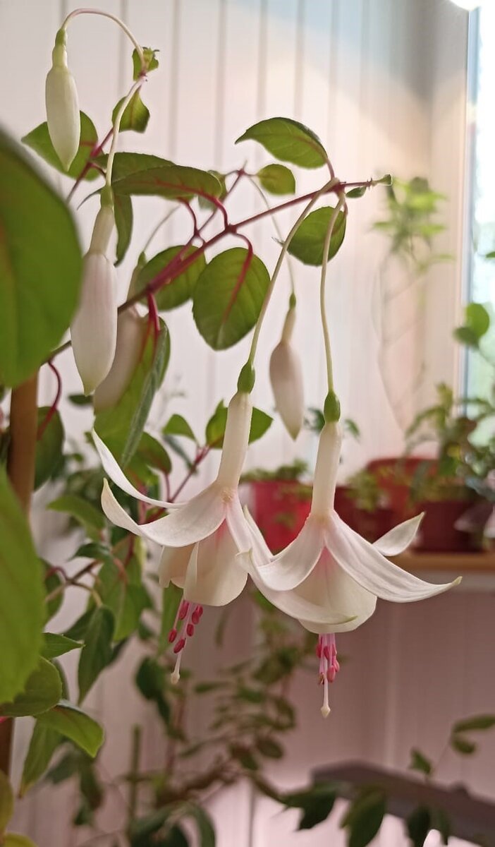 Фуксия Annabel