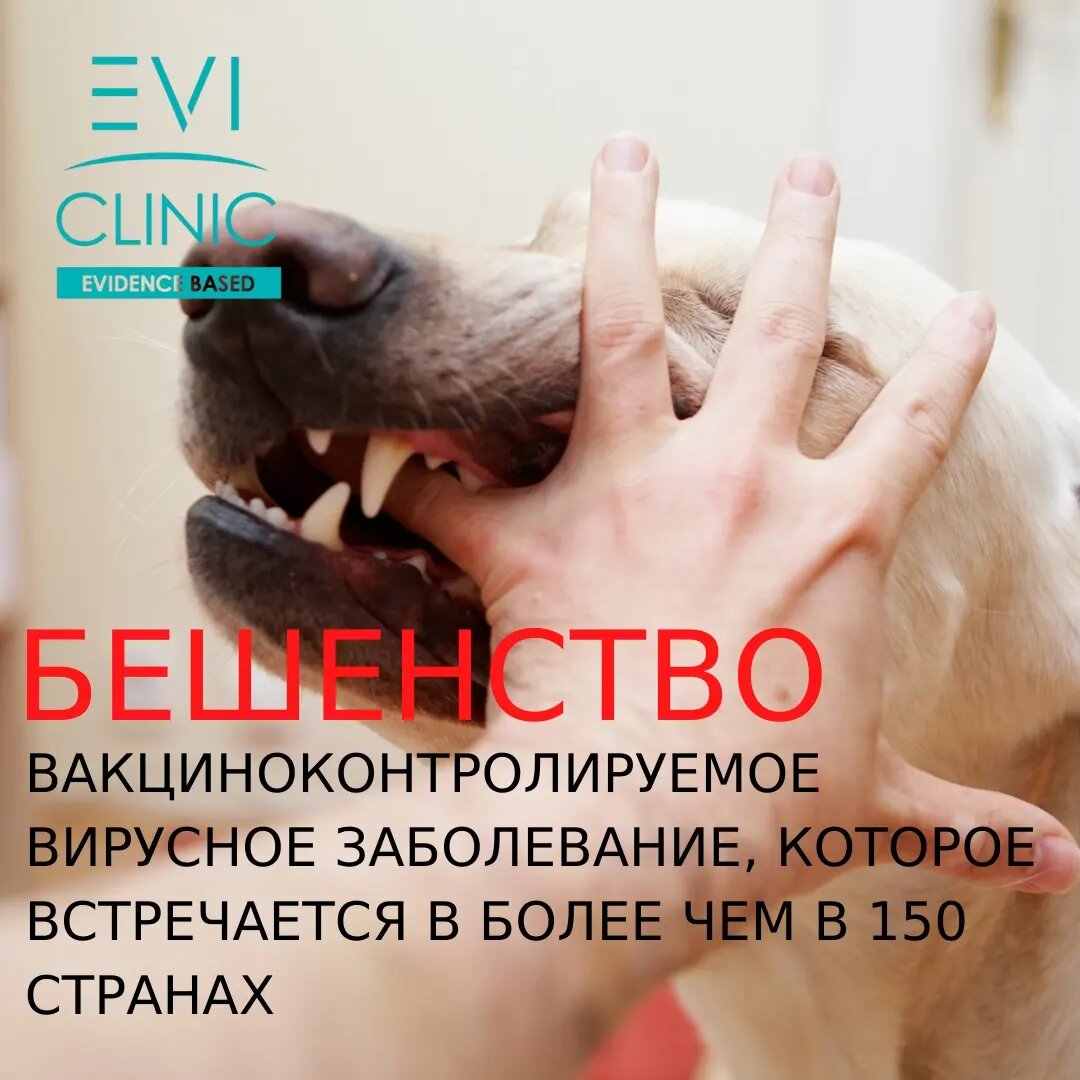 🟥 НЕМЕДЛЕЕНО тщательно промыть рану водой с мылом в течение >15 МИНУТ.
⠀
🟥Быстро оценить имеющуюся информацию об укусившем животном:
⠀
1️⃣❗если ничего неизвестно или не уверены, что животное было привито от БЕШЕНСТВА, то
‼️СРОЧНО ОБРАТИТЬСЯ В БОЛЬНИЦУ для
курса иммунизации против бешенства, при наличии показаний – введение антирабического иммуноглобулина (АИГ).
НЕЗАМЕДЛИТЕЛЬНАЯ ПРОФИЛАКТИКА является единственным действенным способом предотвратить СМЕРТЬ ОТ БЕШЕНСТВА.
Если наблюдать и ждать симптомы бешенства, будет уже поздно спасать.
Лечения НЕТ! 100% летальный исход.
⠀
По возможности, животное изолировать и наблюдать.
Меры постэкспозиционной профилактики (ПЭП) продолжать до 10-дневного периода наблюдения за животным.
Если в течение 10 дней животное не погибло или лабораторно подтвердили отсутствие бешенства после усыпления, курс можно прекратить.
Если нет возможности наблюдения, значит необходимо пройти весь курс ПЭП.
⠀
Вакцина вводится в
0,  3,  7,  14,  30,  90  дни.
Беременность, грудное вскармливание, детский возраст, никакое заболевание не является поводом отказа от вакцинации. Потому что риск заражения и летальности от бешенства выше всех других рисков.
⠀
2️⃣ если на 100% уверены, что животное было привито от бешенства, обращаться к врачу по мере беспокойства раной (кровотечение, глубокая рана, боль).
⠀
❓Кусали вас и близких? Как действовали?