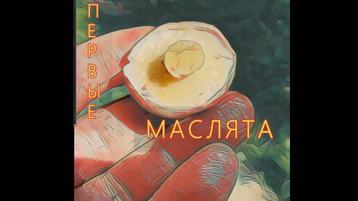 ПЕРВЫЕ МАСЛЯТА сезона, 🍄🍄🍄 зернистые (летние), дождевые, придорожные.