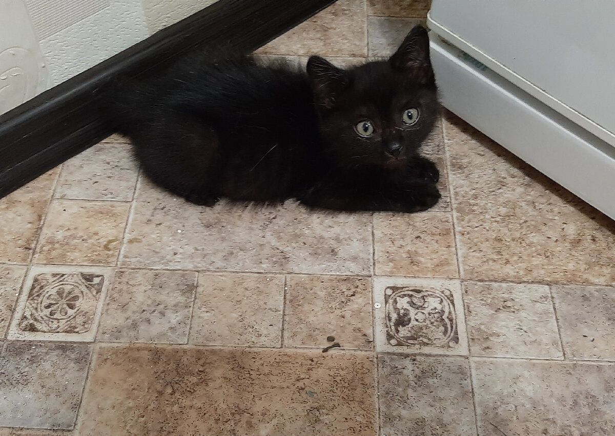 Джека Сан - Маленький Воин