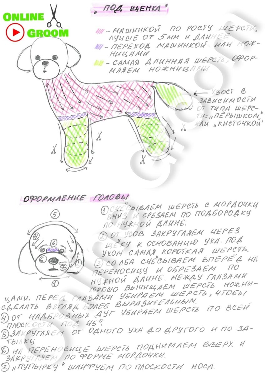 Стрижка мальтипу "Под щенка".