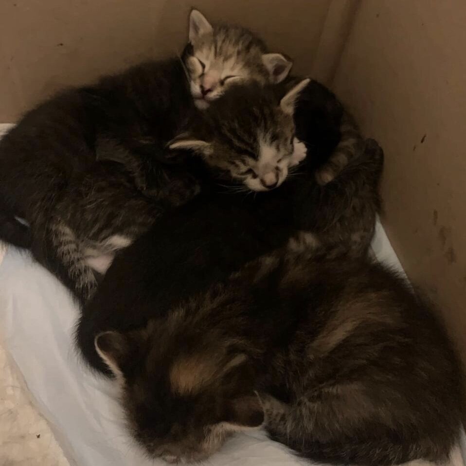 Фото из семейного архива: Деми, Джулианна и Гарри Мур с братиками в раннем детстве) 