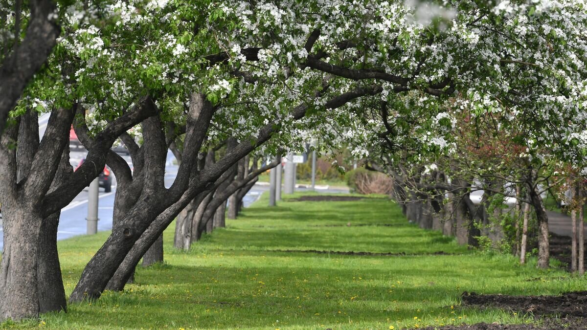    Цветение деревьев в Москве © РИА Новости / Михаил Воскресенский