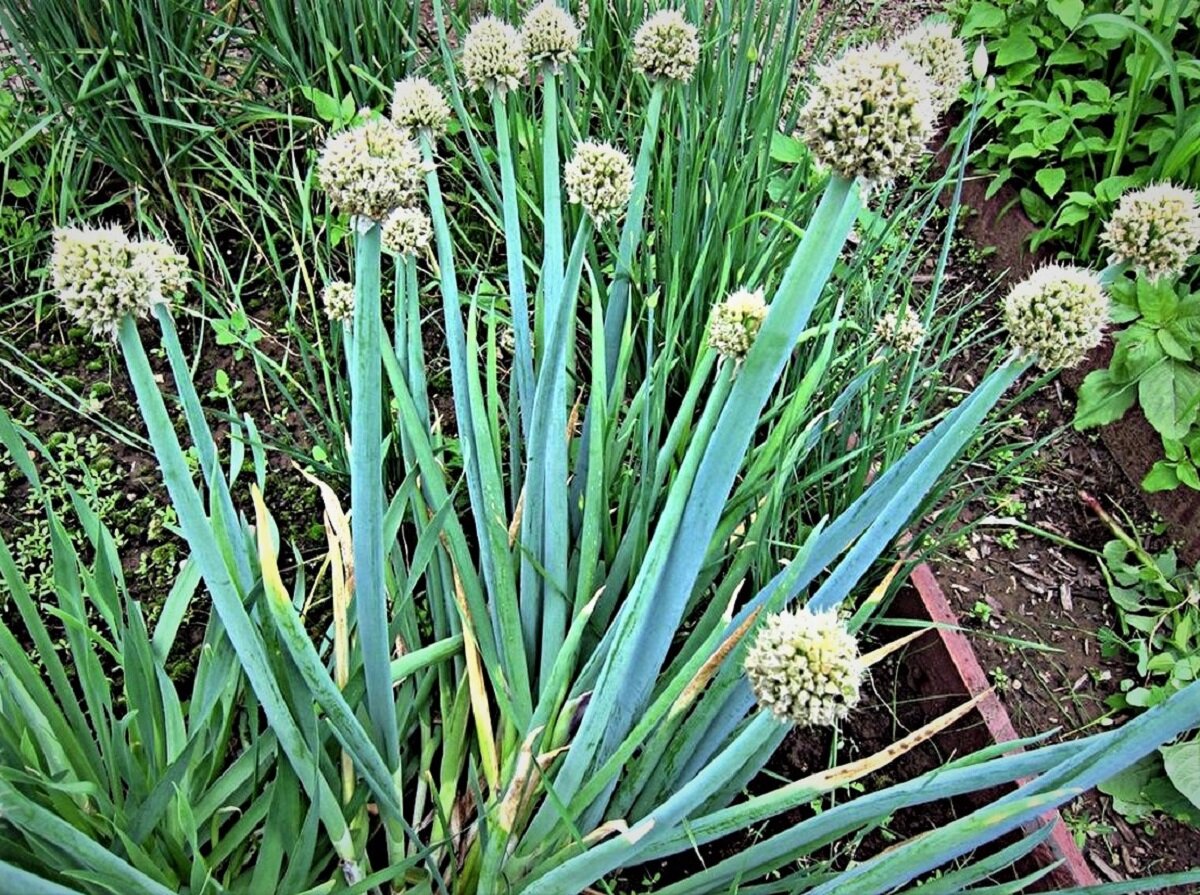 Луки названия многолетние фото. Лук слизун батун. Лук батун Алтайский. Allium altaicum лук Алтайский. Дикий лук аллиум.