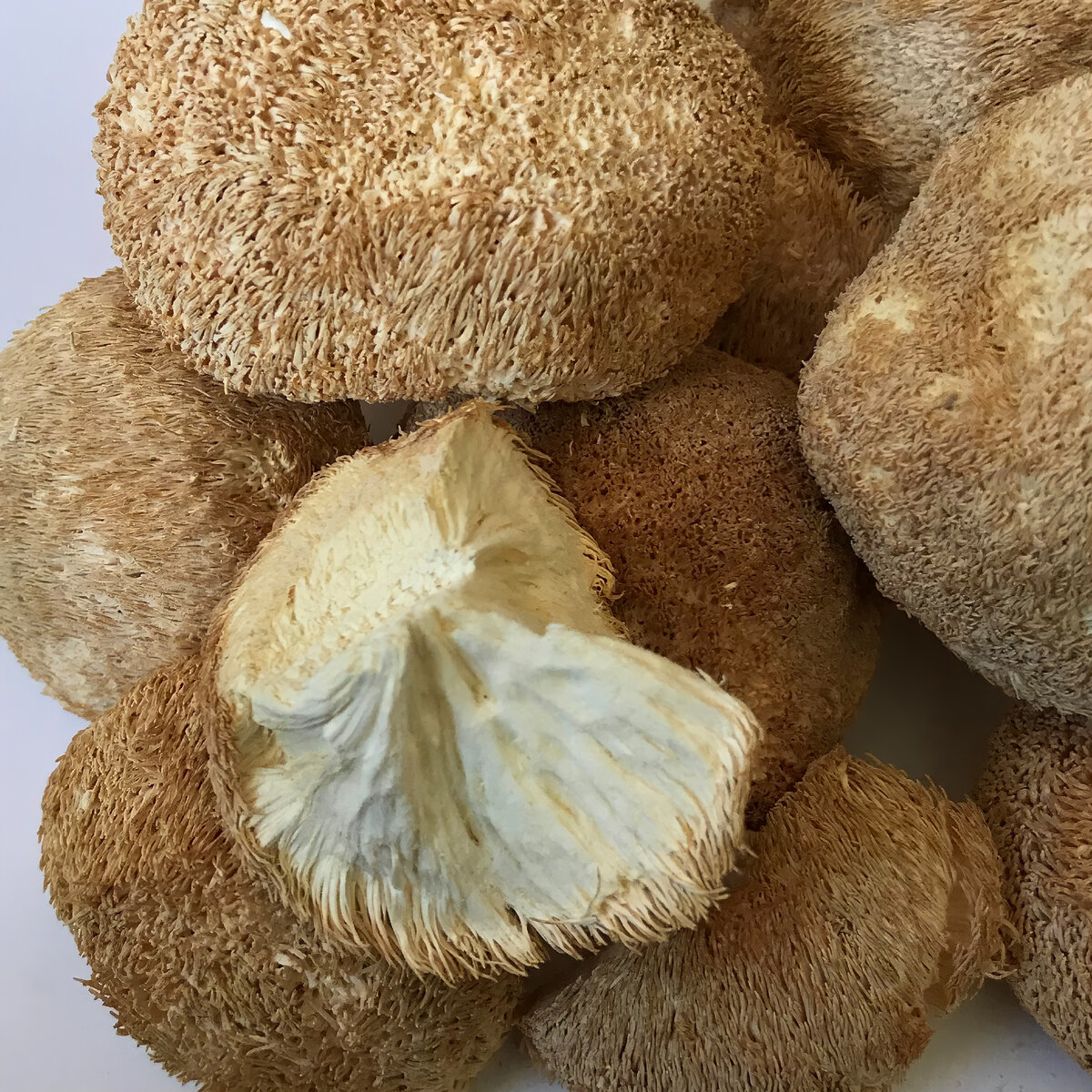 Ежовик Гребенчатый в цельном виде