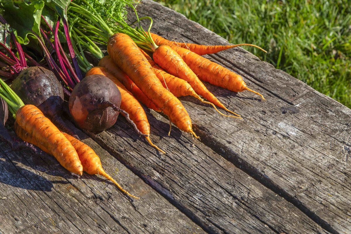 Важные советы по копанию моркови и свеклы