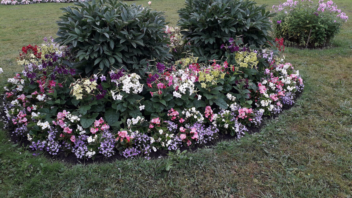 Овальная клумба из разных по высоте цветов. Фото автора.