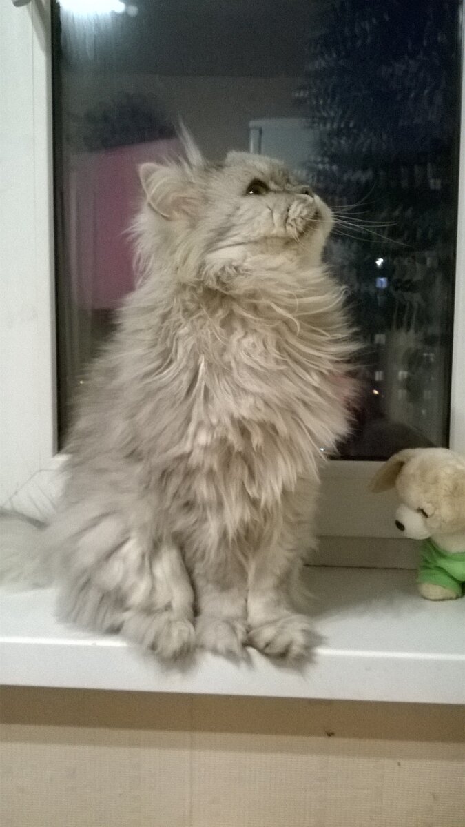 Главы из повести "Кошачья жизнь"